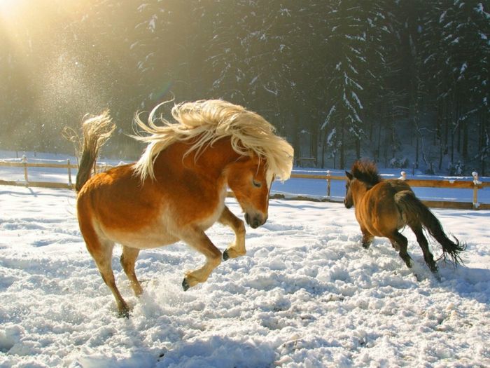 vakkert bilde-horse-on-the-snø