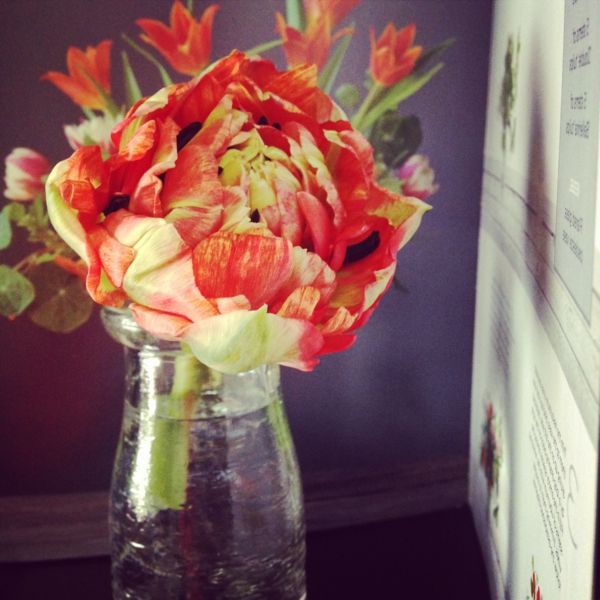 piękne zdjęcie-francusko-tulipany
