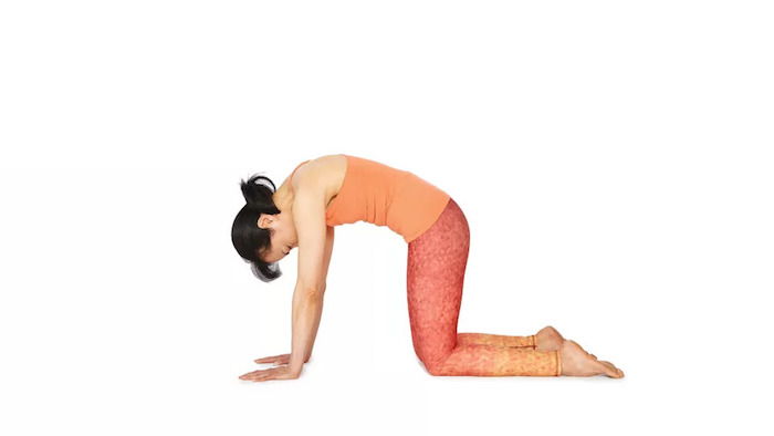 Yoga for nybegynnere: en kvinne med smell og hestehale, praksis yoga katt, tettsittende bukser i rødt og oransje, armer og rygg del av bena på bakken, skjev i ryggen oppover