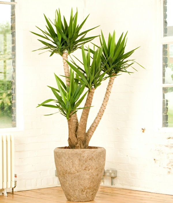 yucca palme enn potteplante-in-big-pot