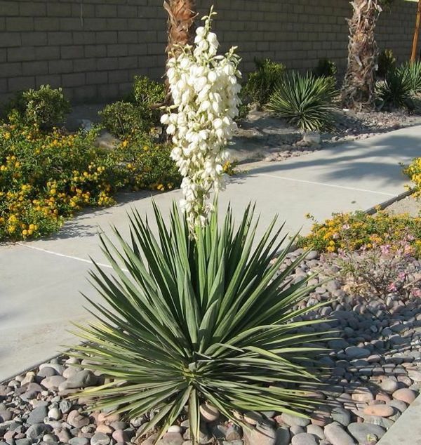 yucca-palmer-vackra-plant-by-inside-och-utanför