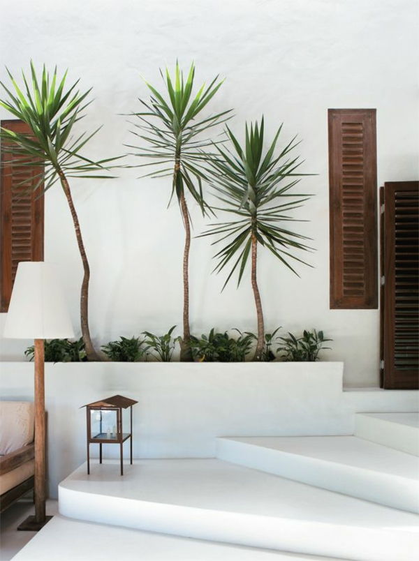 -yucca-palms-vackra-plant-by-inside-och-utanför