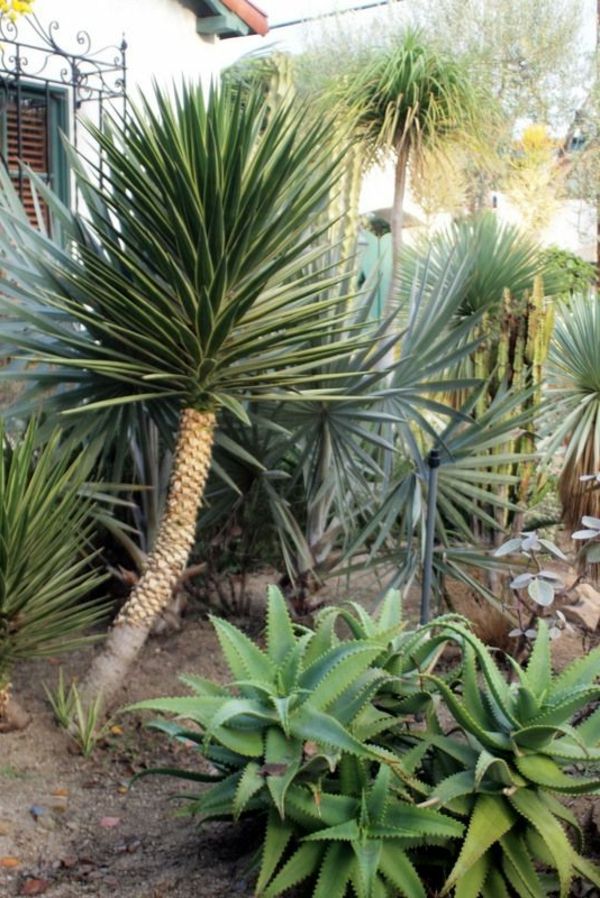 -yucca-växtträdgårdsväxter-palmer-deco-by-the-garten--
