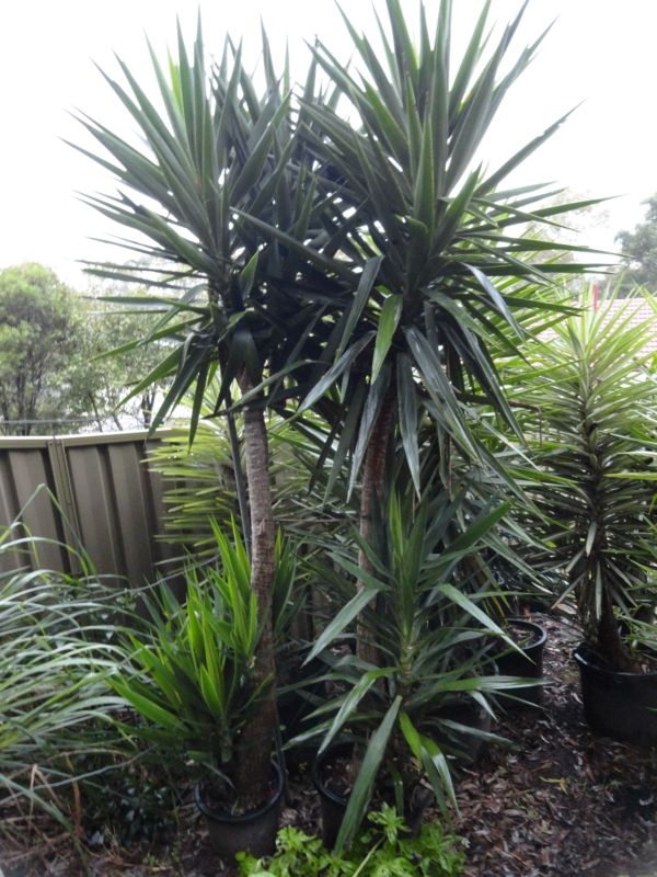 yucca växtträdgårdsväxter-palmer-deco-by-the-trädgård-garden-gestaltren