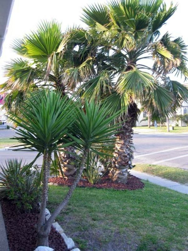 --yucca-installatie-tuinplanten-palmen-deco-by-the-garden