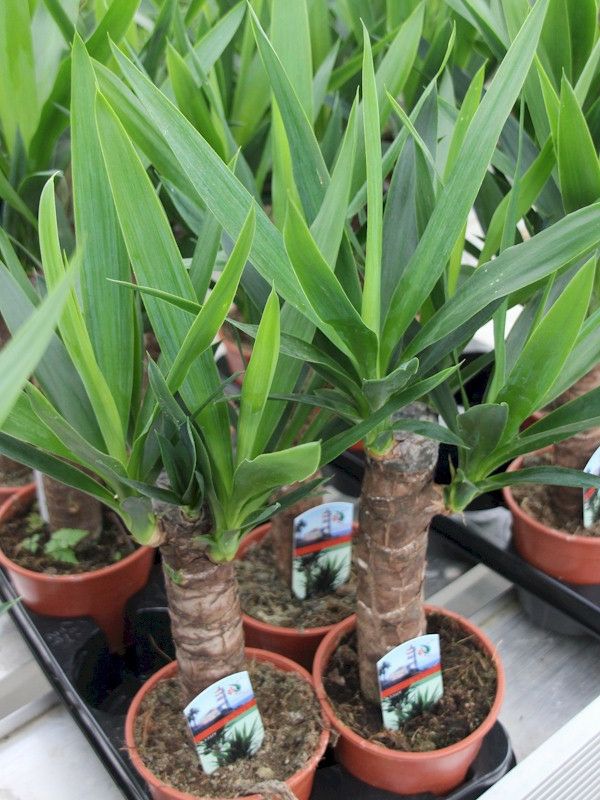 yucca palmer-lettstelt-grønn-vakre-potteplante