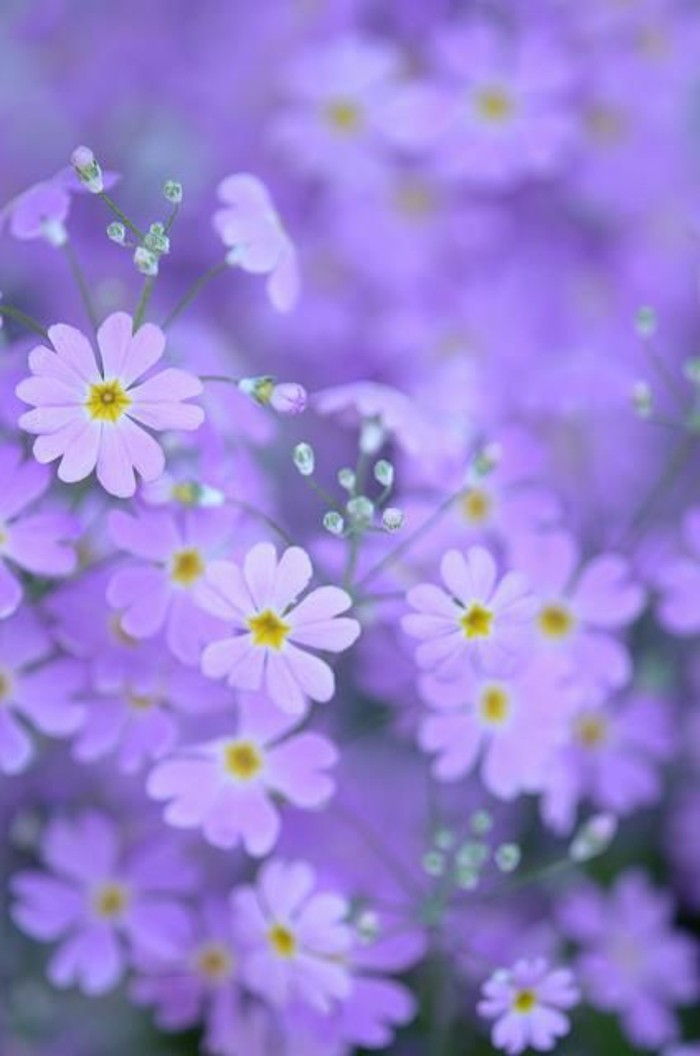 flori-in-violet-cu-galben-stamine licitație