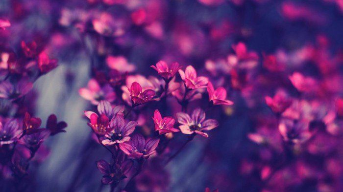 teneri fiori-in-viola e rosa sfumature