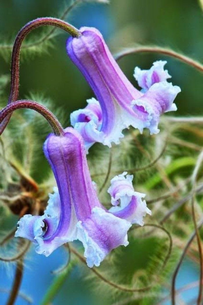 specii de flori licitație Clematis baldwinii-in-violet