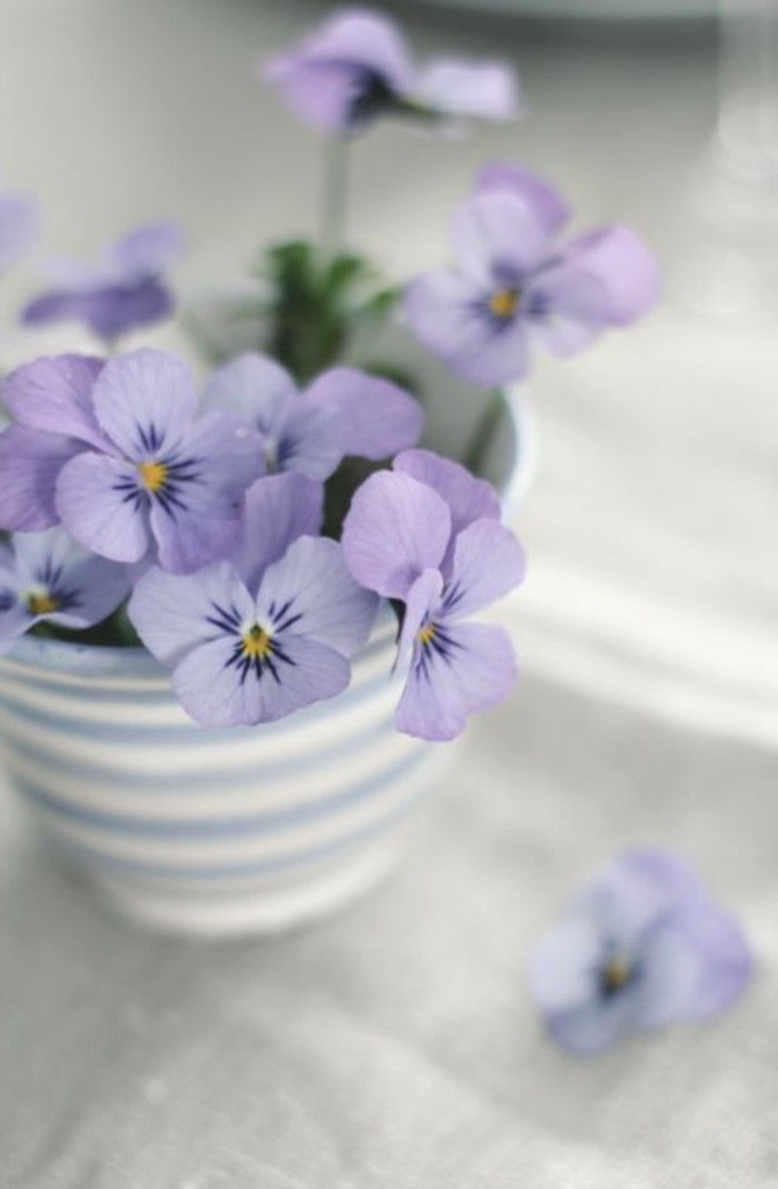 licitație oală de flori pentru casă-purpuriu-violet