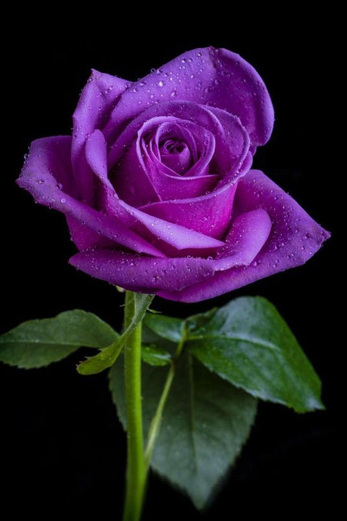 ofertă-violet-Rose-acoperite cu picăturile de ploaie-