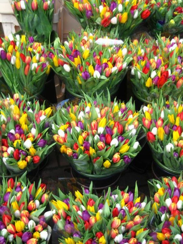 mange-tulipan-plante-the-tulipan-tulipan-tulipan tapet tulipan-buy