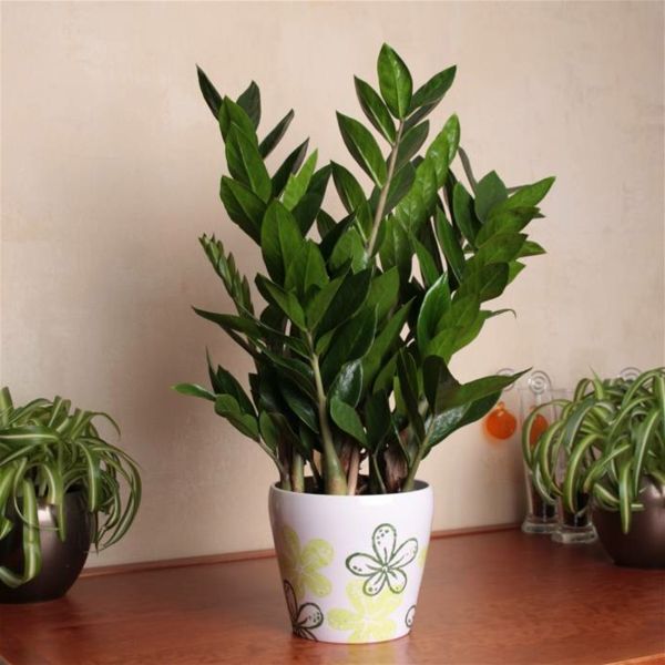 zamiokulkas-zamiifolia-gražūs-Dekoratyviniai augalai į namus
