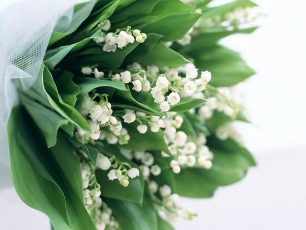 delikat bukett-fantastiske-blomster-for våren-vårblomster-i-hvitt