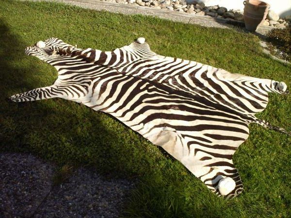 zebră fur-mobilier real