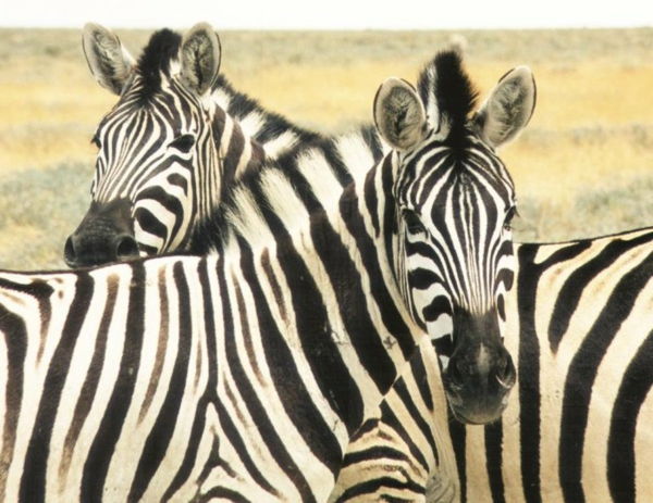 Zebra kailių baldų gyvūnai
