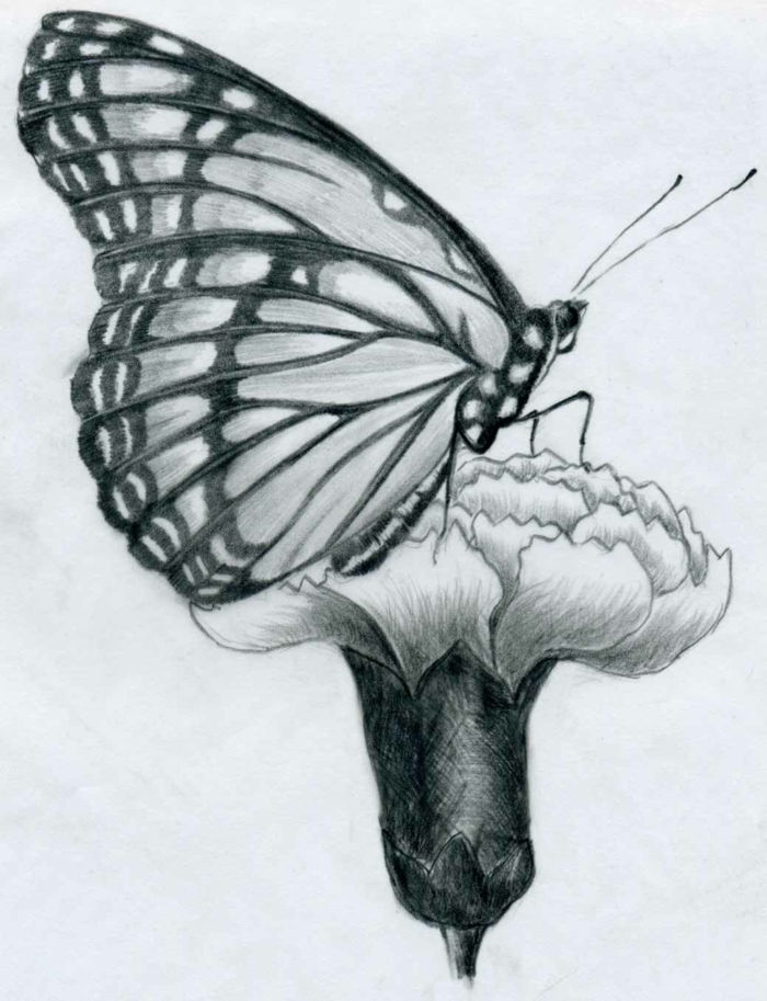 Rysunki-z ołówka-a-motyla