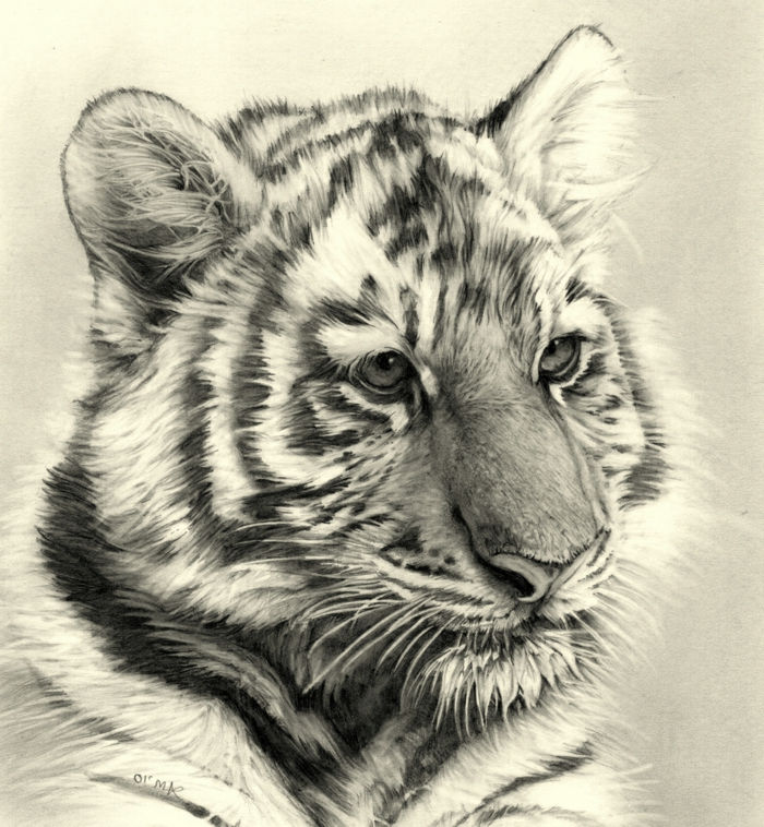 Rysunki-z ołówka-a-tygrysa