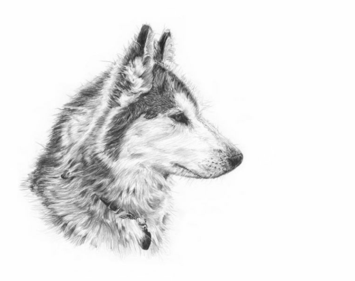 ritningar-med-penna-a-wolf