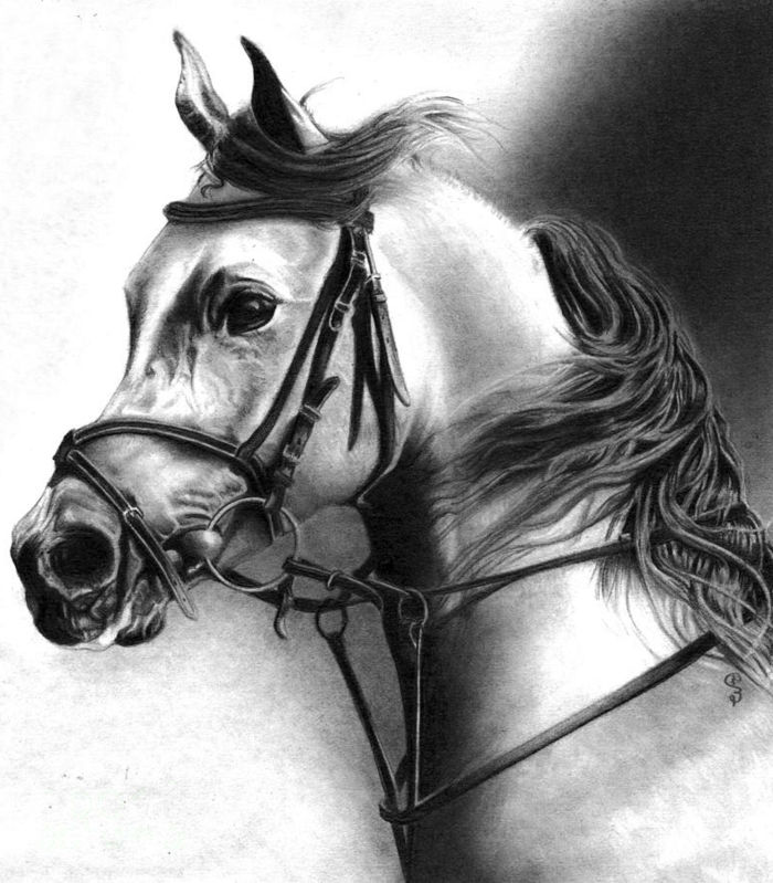 ritningar-med-penna-super-realistiskt utseende-a-häst-