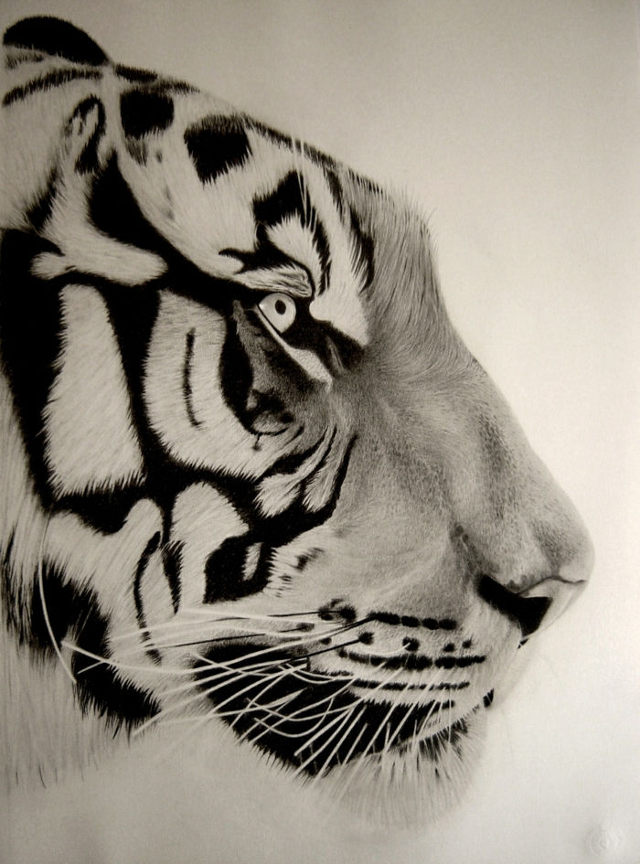 Rysunki-z ołówkiem tygrysa-bemalung