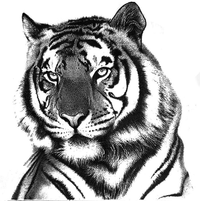 desene-cu-creion-tigru alb-și-negru
