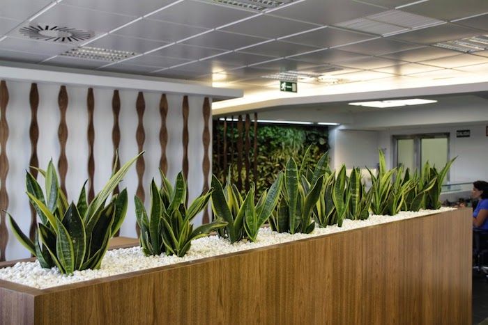 Plante pentru colțurile întunecate - un colț în biroul de plante o mulțime de cânepă de cânepă