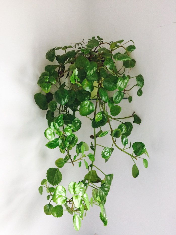 Ivy cea mai bună instalație agățată pentru camera dvs. - plante de apartament umbrite