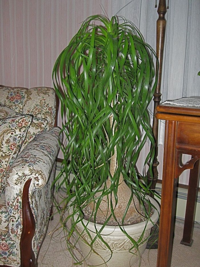 Elefant picior mare copac în camera de zi între canapea și masă plante Casa umbrite