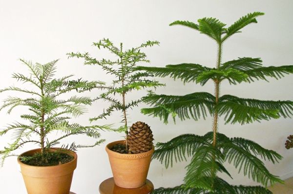 soba fir-Araucaria heterophylla-Exotic-sobne rastline na dom