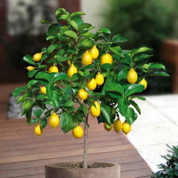 limão árvore exótica-and-adequado-para-o-quarto