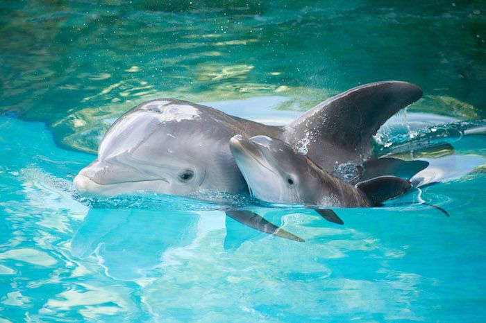 Rekomenduojame pažvelgti į šį vaizdą - čia yra didelis ir mažas pilkas delfinas - jie plaukia baseine su švariu vandeniu