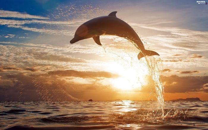 Čia rasite paveikslėlį su juodais delfinų šokinėjimais per jūrą ir gražiu saulėlydžiu bei debesimis ir mėlynu dangumi