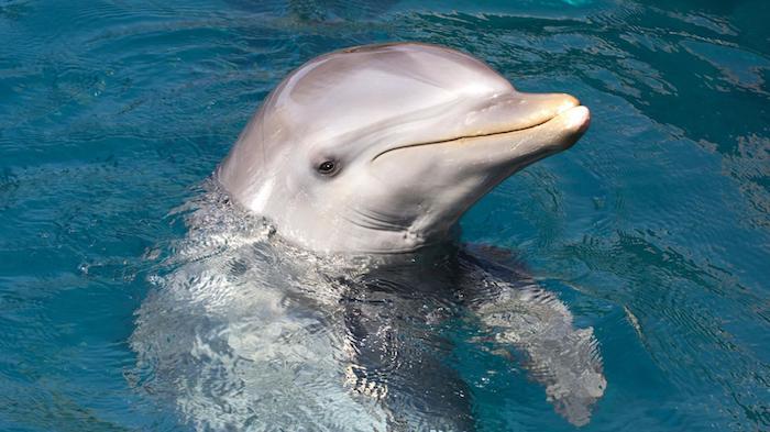 sivý vysoký delfín plávajúci v bazéne s čistou, čistou a modrou vodou - jednou z našich myšlienok na obrázky s delfínmi