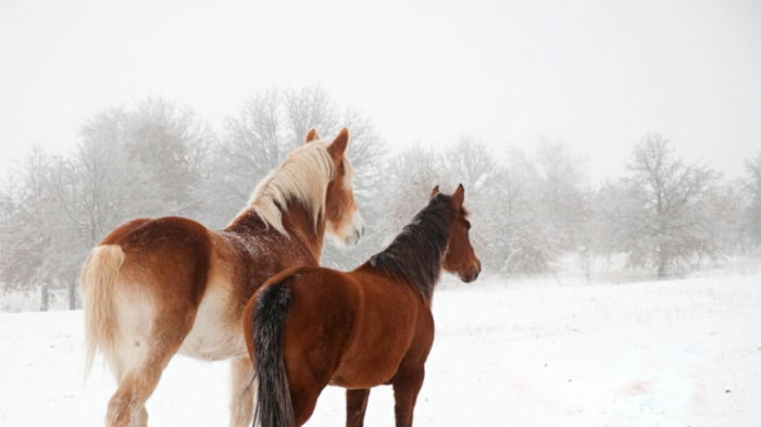 Dviejų rudi arklys-in-snow