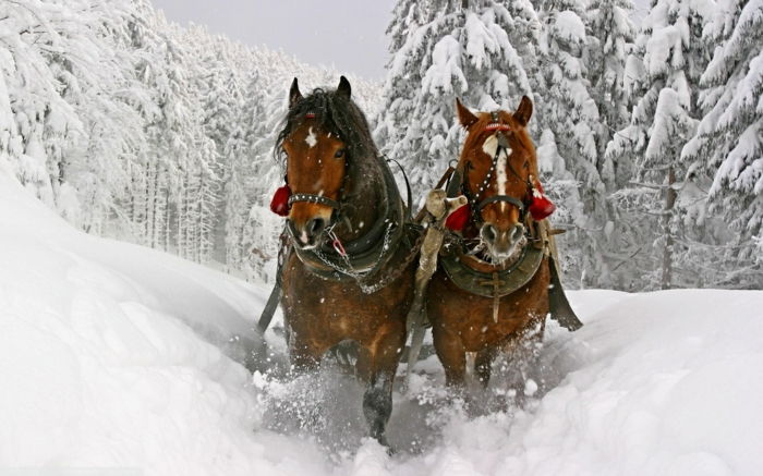 to brune hester-in-snø-tipp-foto