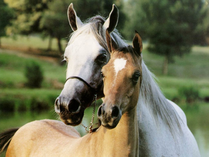 două frumoase-frumoase-cai-in-a-imbratisare