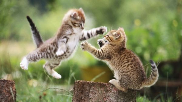 dois-pouco-doce-gatos-play-adorável-animais-fotos-super fofo