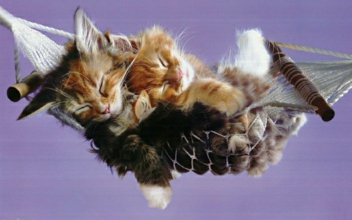 İki Tatlı Kedi Hamak uyku rekreasyon