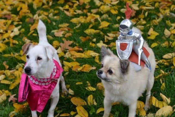 two-cute-dressed-dogs-beautiful-animals-pictures parecem muito engraçados