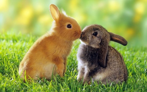doi iepuri dulci - frumoase - animale - poze - se sărută