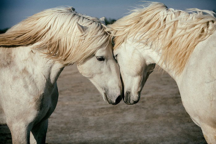 Iată doi cai sălbatici albi cu ochi negri și mane lungi galbene, imagine frumoasă a calului