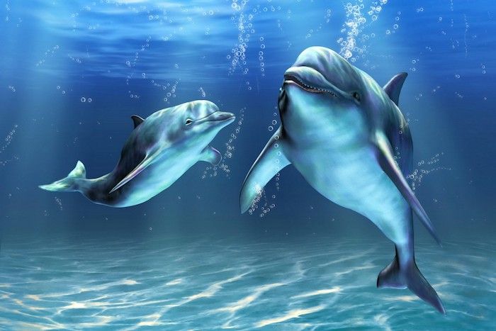 viena iš mūsų idėjų apie delfinų nuotraukas - čia rasite du plaukiojančius mėlynus delfinus po balingu švariu vandeniu