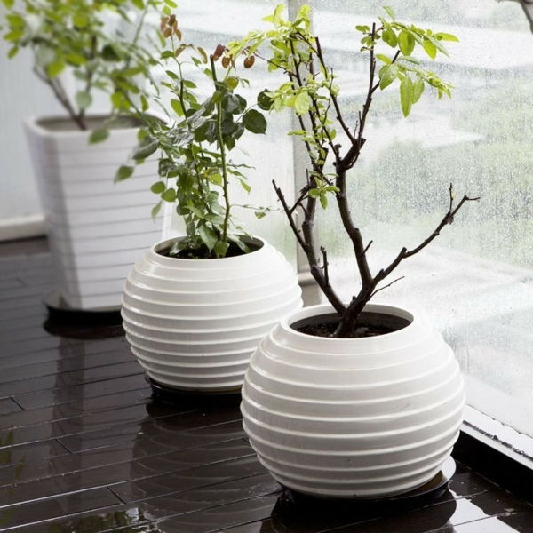 două-alb-drăguț-podea-vaze, lângă fereastră