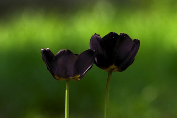 dviejų graži juoda-tulpė